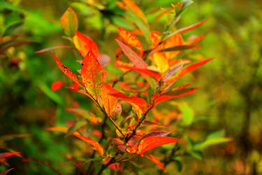 Garden leaves1