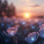 Elysian flower field176
