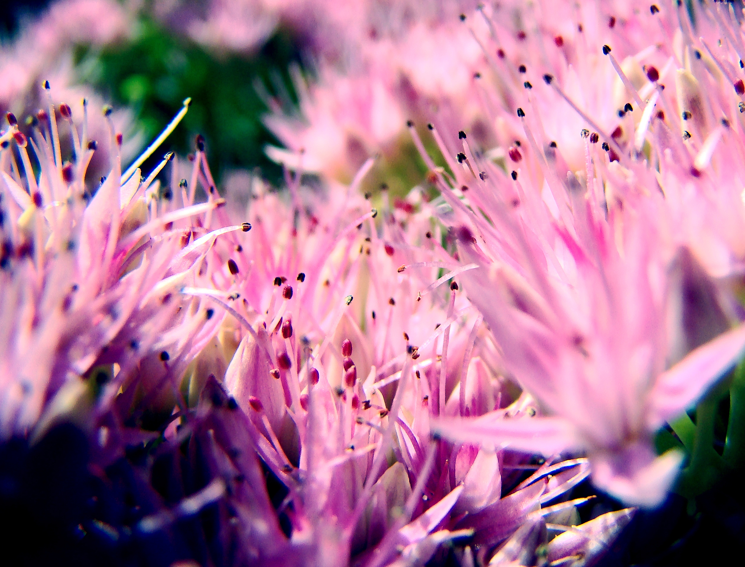 macro flower