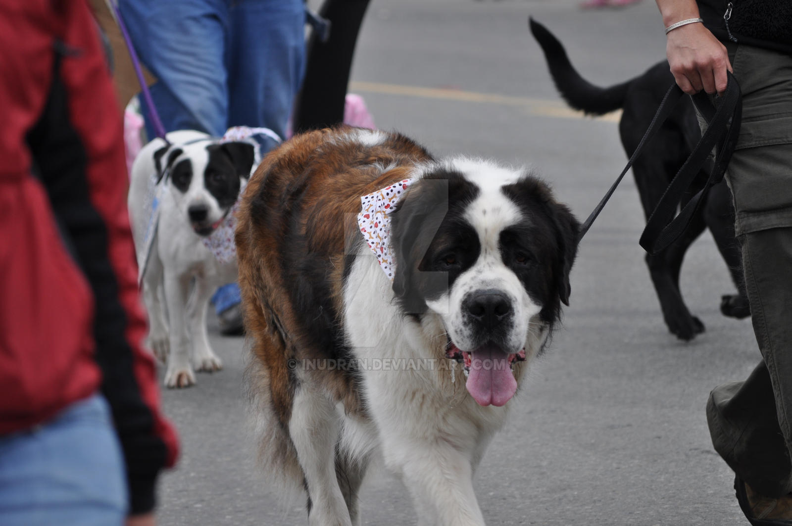 St. Bernard