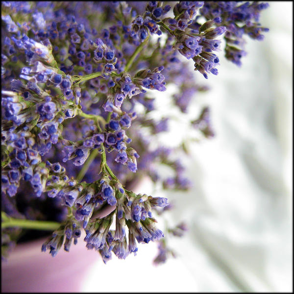 Limonium