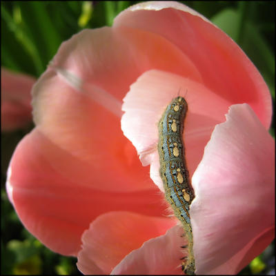 Caterpillar on Pink Tulip