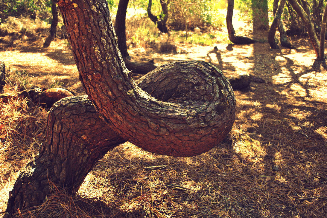 loop tree by 4DC on DeviantArt