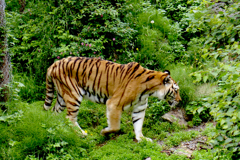 Old Siberian Tiger
