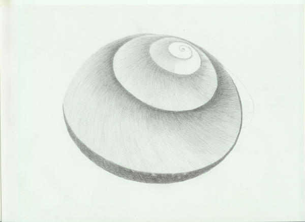 Shell wip 3 by mvanveen81 on DeviantArt