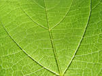 green_stock_02 by victor23081981