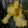 Irises P6