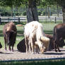 White Bison