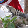 Mayan lizard