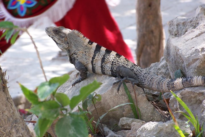 Mayan lizard