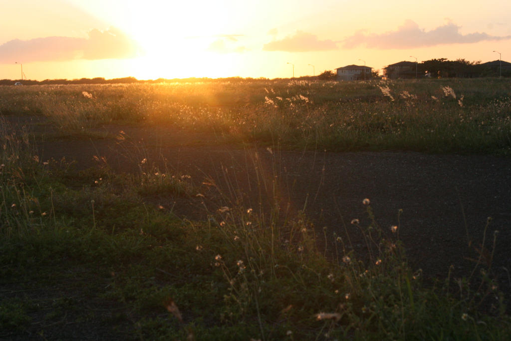 Among the Fields of Gold