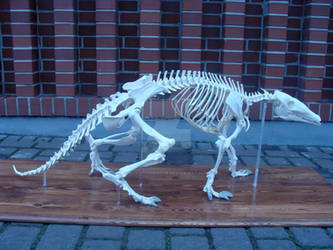 Mrownik(Orycteropus afer) Szkielet ~~ skeleton.