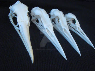 Bird skulls sold.