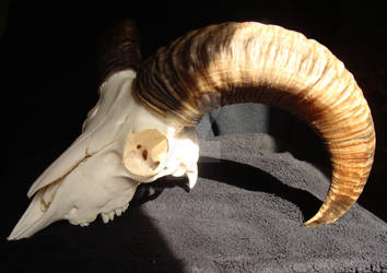 Muflon(Ovis aries musimon) Czaszka ~~ Skull.