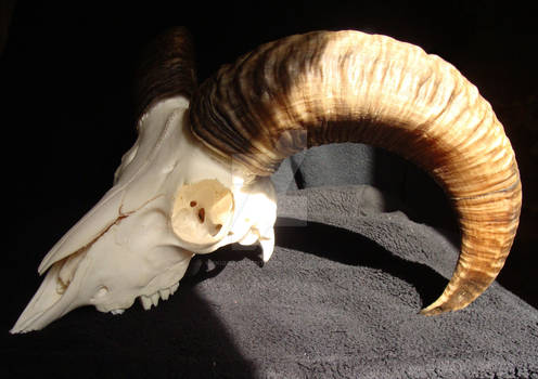 Muflon(Ovis aries musimon) Czaszka ~~ Skull.