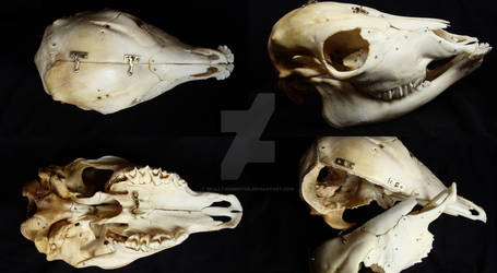Cielak (Bos taurus) czaszka ~~ Skull