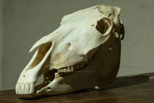 Kon (Equus caballus) Czaszka ~~ Skull