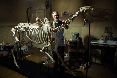 Kon (Equus caballus) Szkielet ~~ Skeleton