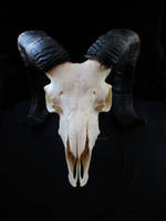 Muflon(Ovis aries musimon) Czaszka ~~ Skull.