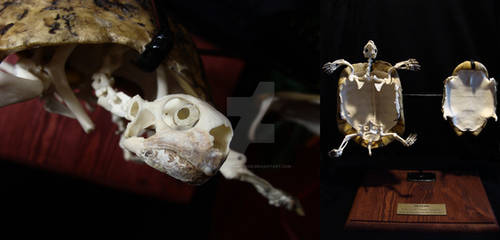 Zolw grecki (Testudo hermanni) szkielet ~~skeleton