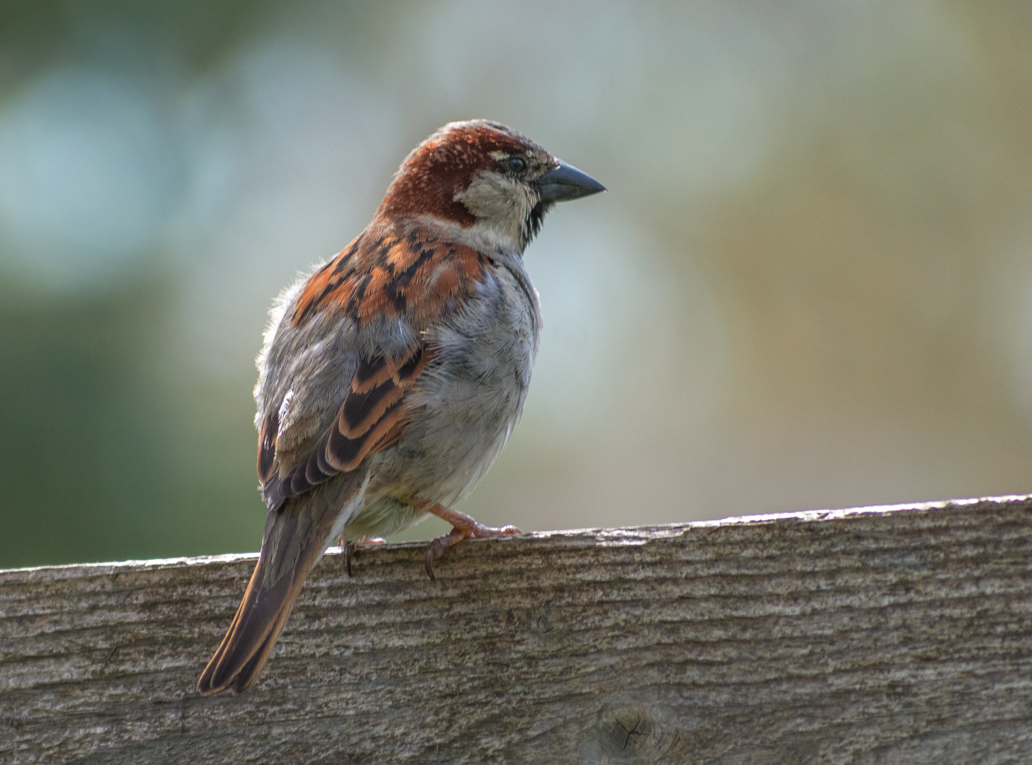 On the Fence