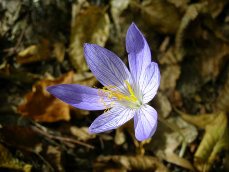 Crocus 1