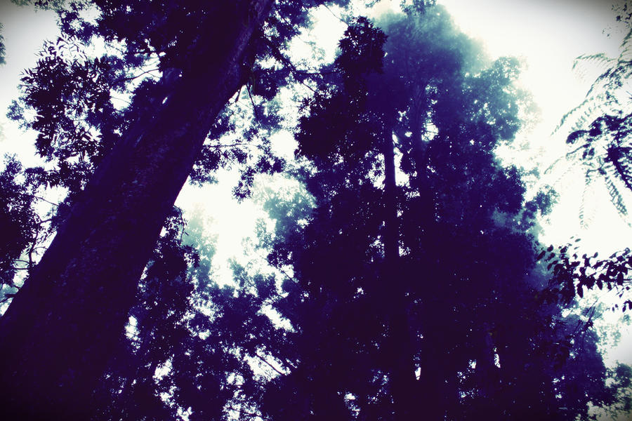 Tree Render Deviantart Trees by ren241295 on DeviantArt