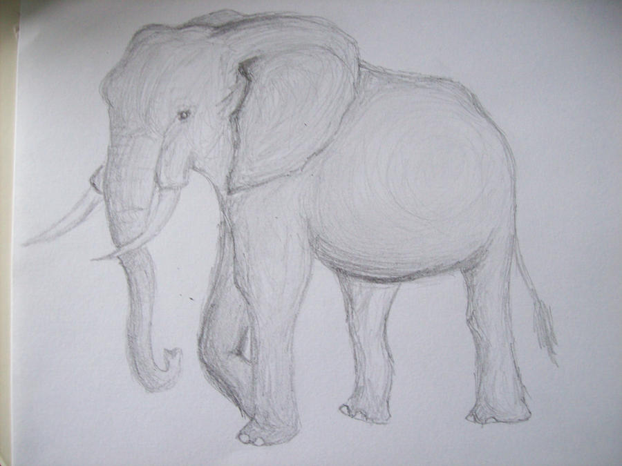 Elephant