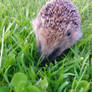 Ernie the Hedgehog...