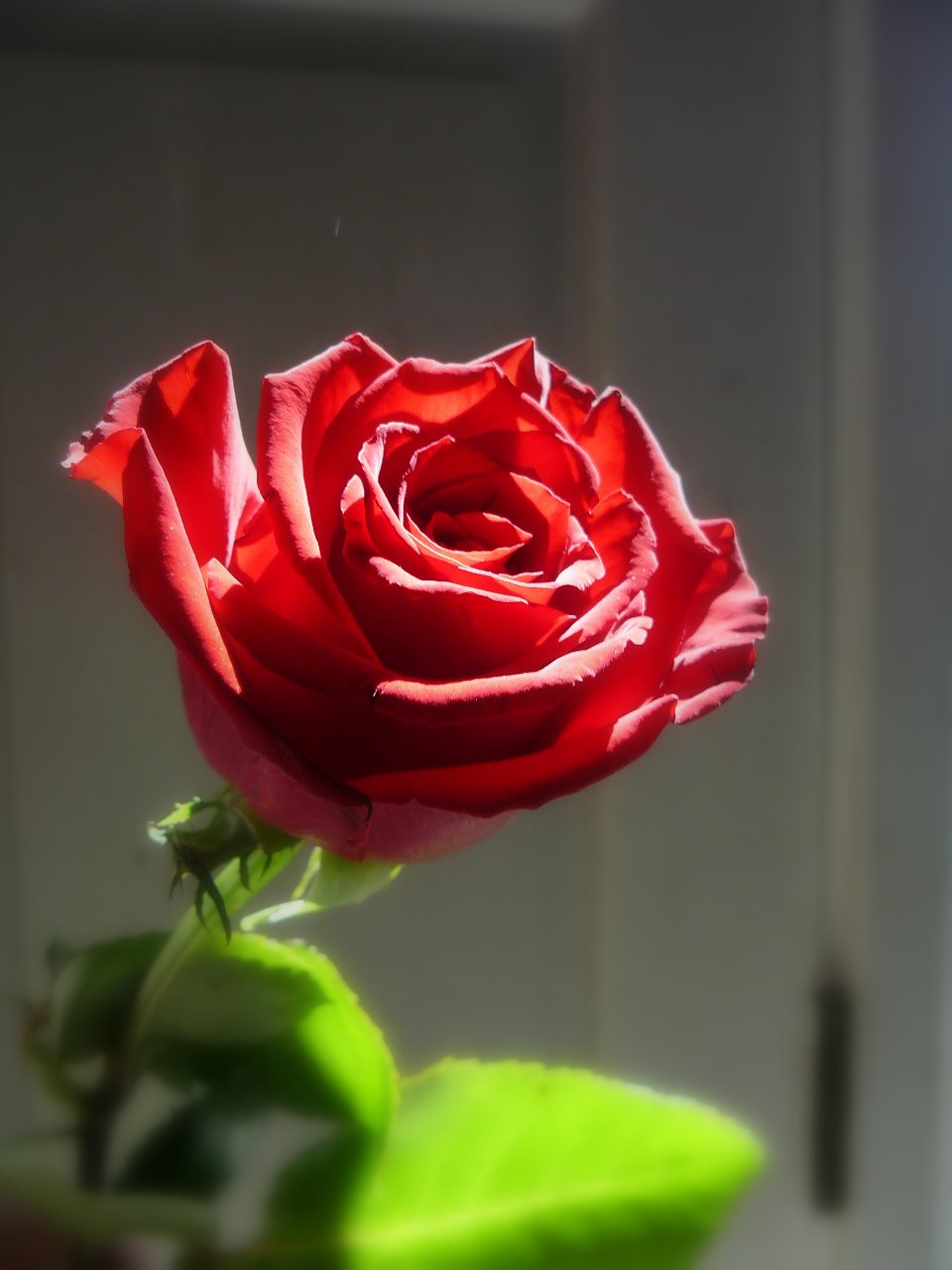 Red Rose by jabigail17 on DeviantArt