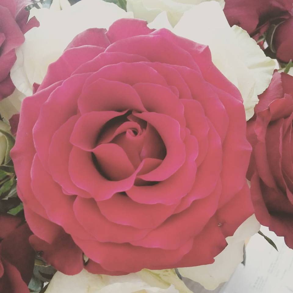 Perfect rose