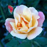 Shy Rose in Garden photograph