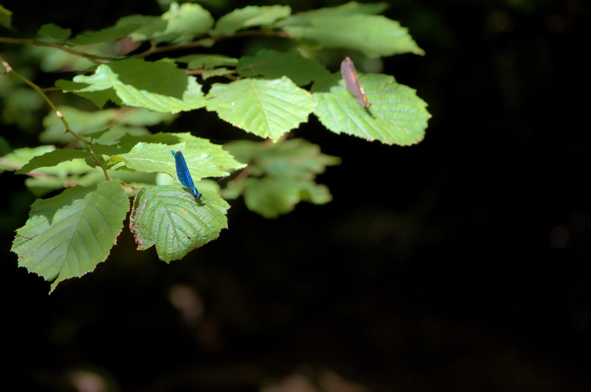 Dragonflies