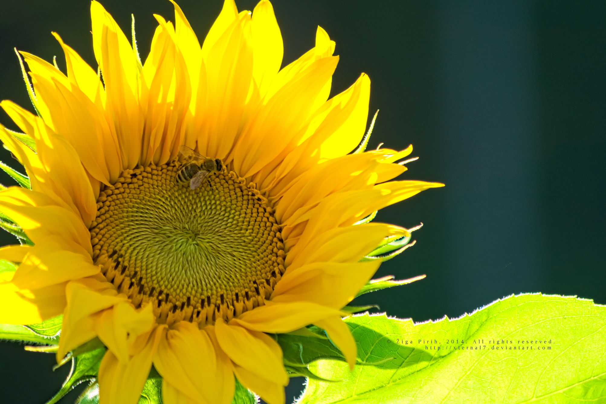 A bee on a sunflower