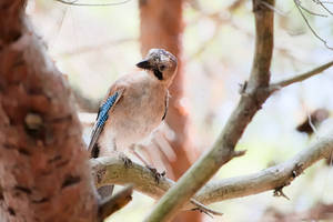 Bird 2