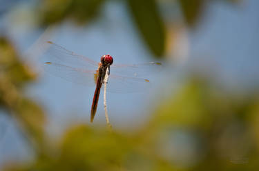 Dragonfly 1