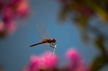 Dragonfly 2
