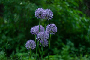 Allium