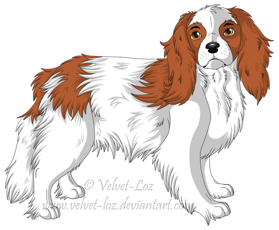 Cavalier King Charles Spaniel