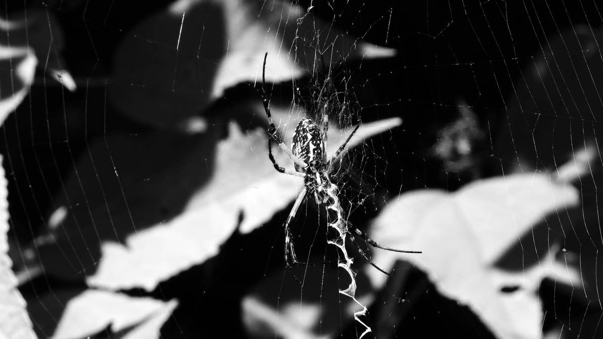 Writing Spider, Argiope Aurantia B/W by AtlasNoir on DeviantArt