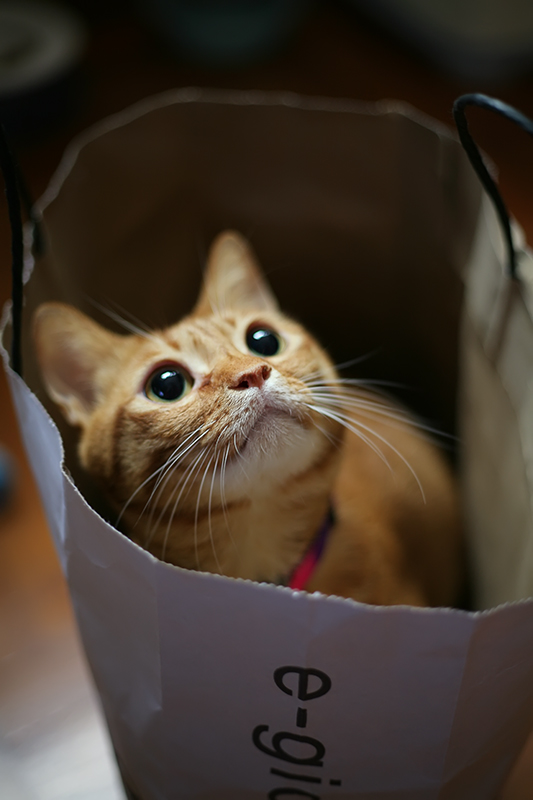 Cat In Bag