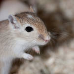 Mongolian Gerbil 08 by Lost-in-Art-1983