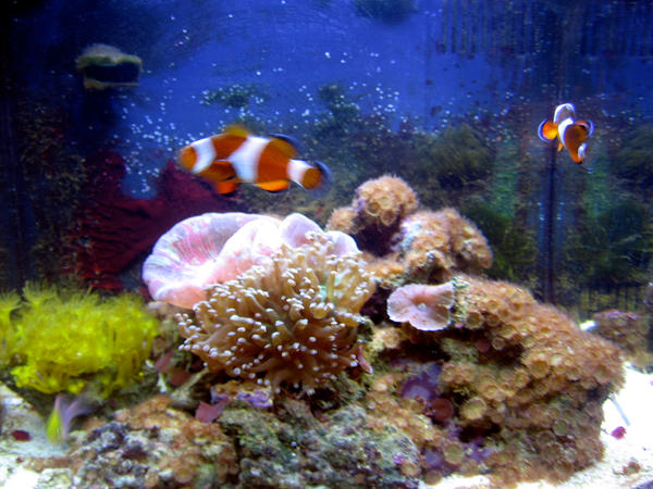 My bio cube update by Greenmanderin5 on DeviantArt