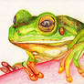 Frog  Frosch