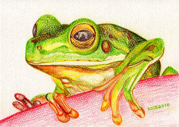Frog  Frosch