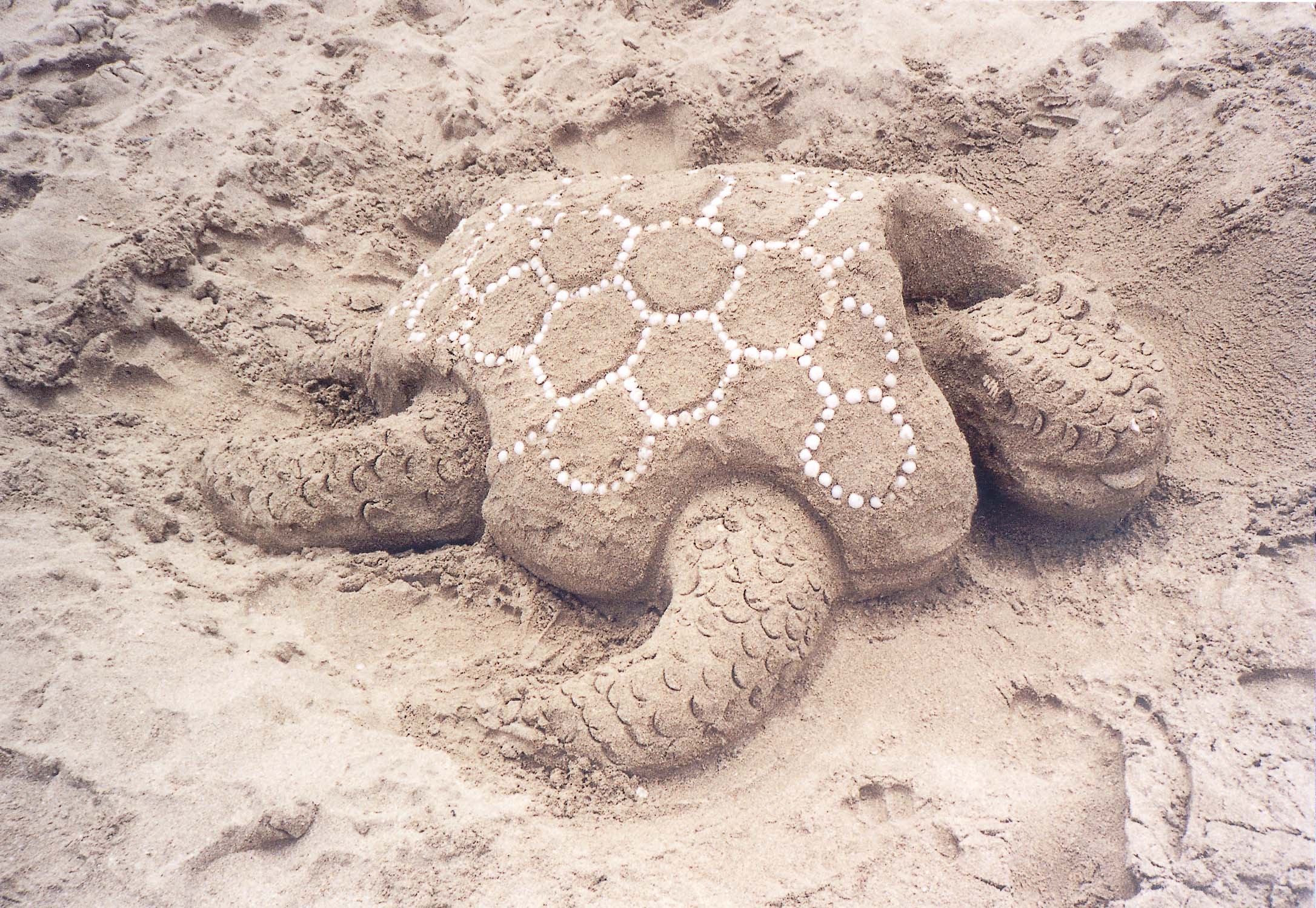 Beached Turtle