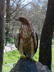 Booted Eagle