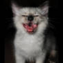 Blue-Point Ragdoll