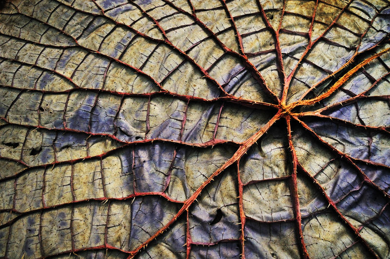 Leaf Veins