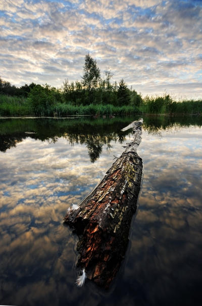 Floating Log